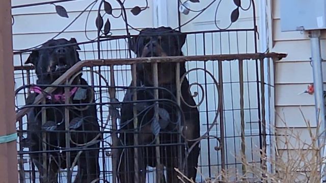 rottweiler molly and son ranger watching house смотреть онлайн