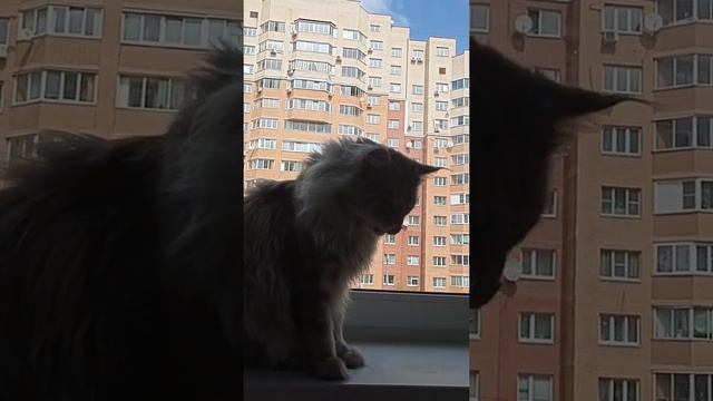 Каракал Зефир, Мейн-кун Дракон и шпиц Банди кушают!/Кормление каракала, мейн-куна и шпица??? смотреть онлайн