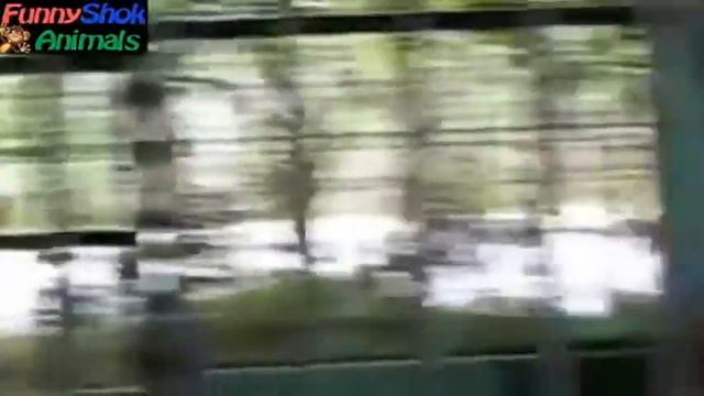 Приколы с животными собаки и кошки видео