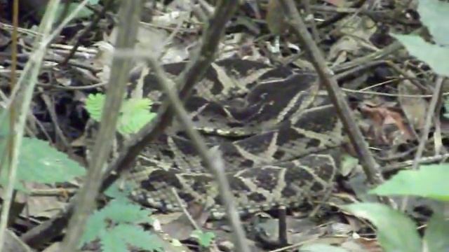 jararacussu (Bothrops jararacussu) смотреть онлайн