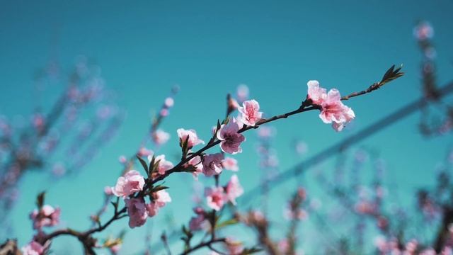 Стихотворение в память о моей подруге Олечке. Встретимся в небесах. смотреть онлайн