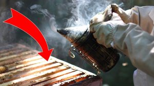 СОКРАЩЕНИЕ  ПЧЕЛИНОЙ СЕМЬИ В ЗИМУ! БЫСТРО И ПРОСТО!