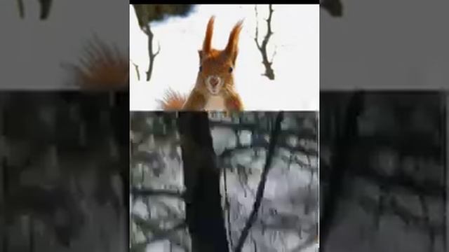 161.: Тюменская Белка: Совмещённое Видео 2 в 1(08.12.2015) смотреть онлайн