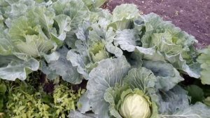 Как Растет САВОЙСКАЯ КАПУСТА. 11 августа 2019г.