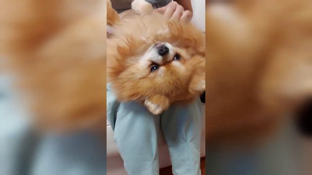 Dog's new dress Новая одежда собаки смотреть онлайн