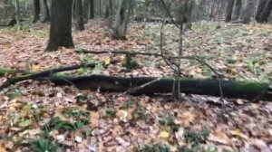 Серые будни. Как косули мешают охоте с лайкой.