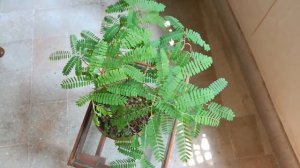Tamarind update from Dhaka Bonsai
