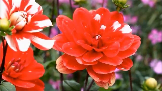 Красивейшая Песня! | Я ЛЮБЛЮ ТЕБЯ, СЛЫШИШЬ | Welcome ► @MobyLife смотреть онлайн