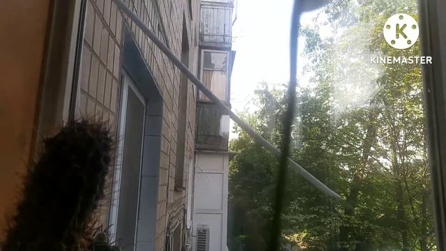 Спатифиллум. "Женское счастье" смотреть онлайн