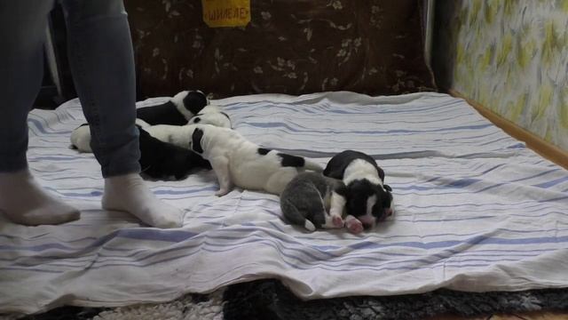 Щенки алабая,  5 дней. питомник 