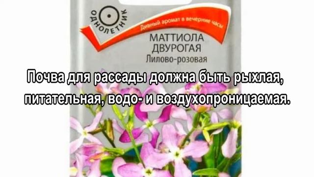 Маттиола двурогая смотреть онлайн