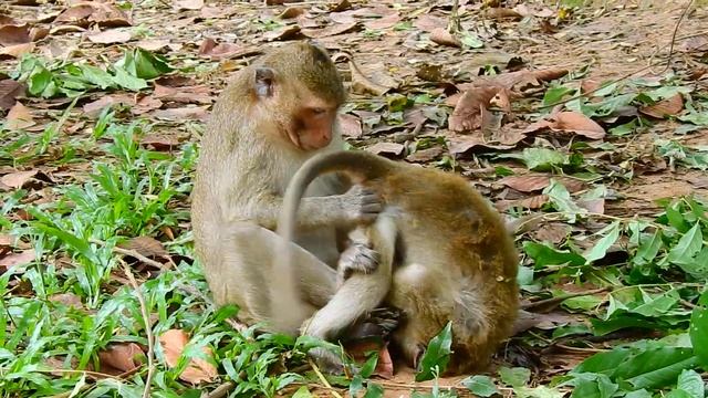 babies monkeys in group Ameri when meet babies in group Amber they like fighting and after friendly смотреть онлайн