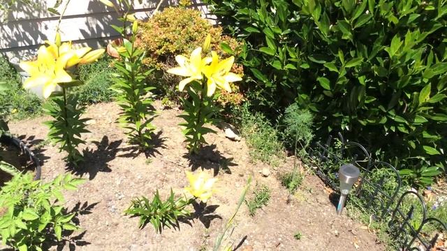 Томаты (помидоры) в ведрах / Подписываем куст томата / 19 июня 2014 / Growing tomatoes смотреть онлайн