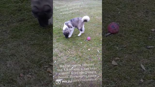 мальчик не для выставок и разведения смотреть онлайн