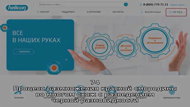 Кустарники смотреть онлайн