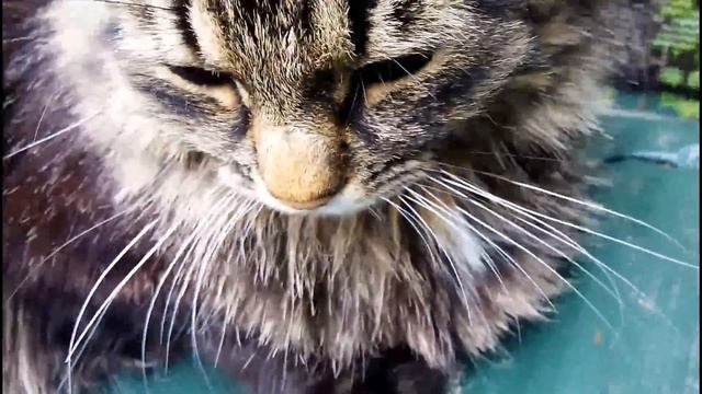 МОИ ДОМАШНИЕ ЖИВОТНЫЕ! ВСЯ ПРАВДА! смотреть онлайн