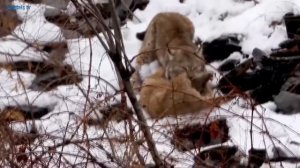 Рысь против лисы, волка, оленя, зайца, белки. Рысь в деле. Дикие животные. Рысь на охоте.