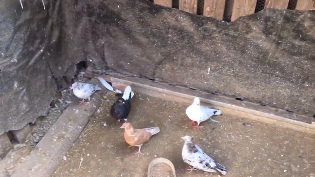Снимаем голубей 08.05.2019 смотреть онлайн