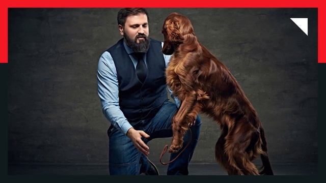 Caractéristiques De La Race De Setter İrlandais ? смотреть онлайн