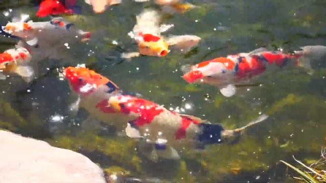 Sony Nex-7 Sample Video смотреть онлайн