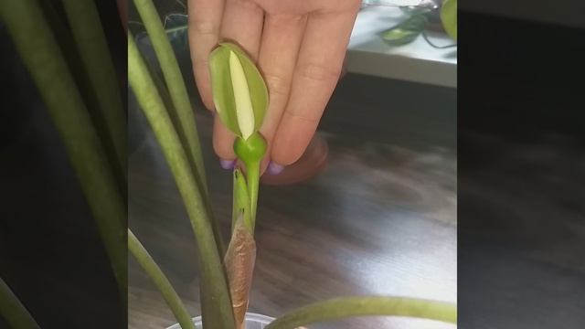 #shorts Света, ты была права, я нашла детку!?Алоказия Полли цветет как бабушка в косынке? смотреть онлайн