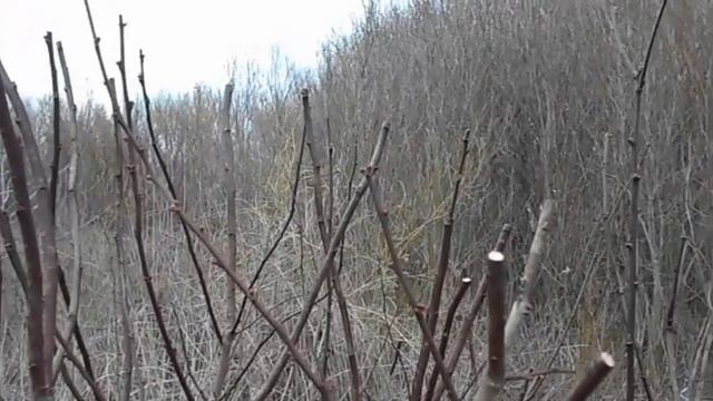 формировка писсарди овал смотреть онлайн