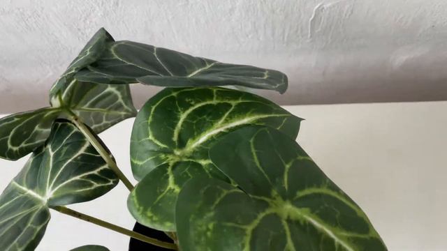 Artificial Syngonium Plant