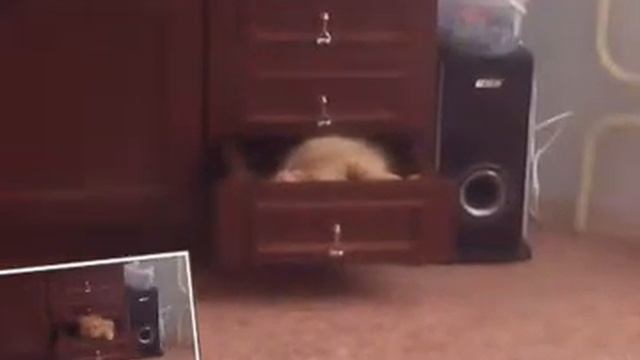 Мой кот том смотреть онлайн