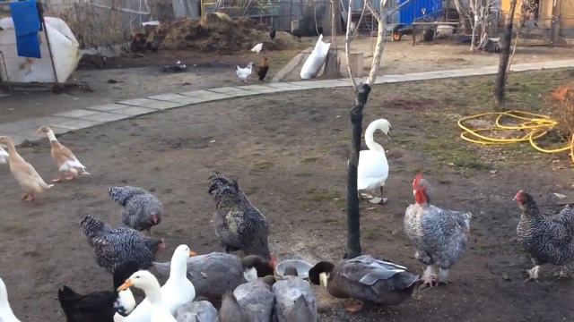 Знакомство с жителями « бабушкин дворик» слободка Алёшино смотреть онлайн