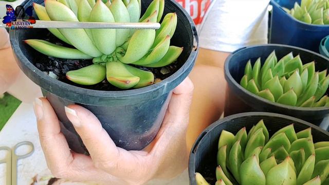 OFFSET PROPAGATION | UPDATE | WITH NEW OFFSETs | #succulents | #KABAYANAMOR смотреть онлайн