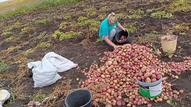 Как живут простые люди.Копаем, картошку.Урожай радует. смотреть онлайн