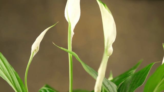 - Peace Lily Plant Care: How To Keep Your Peace Lily Alive смотреть онлайн