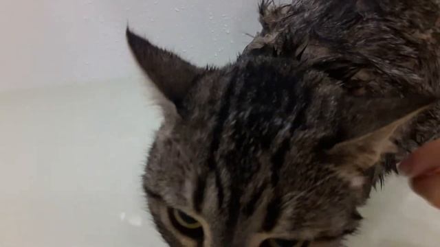 Кошечка не боится купаться в ванной!Купаем нашу Кнопку! смотреть онлайн