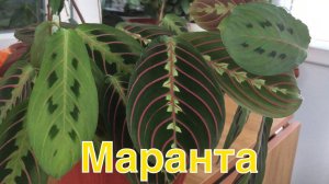 Мои комнатные цветы .Маранта.