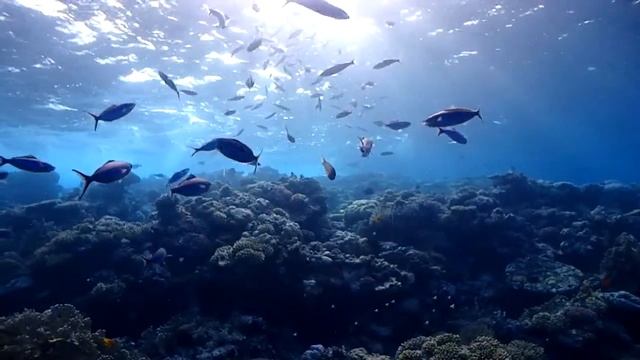 2018.07.01. - Modré (SM) | Flamenco Beach & Resort (Marsa Alam) смотреть онлайн