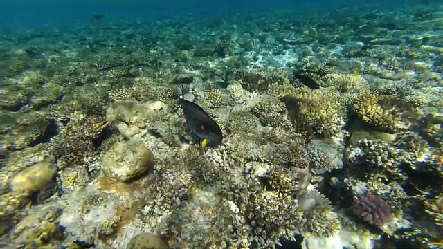 Snorkeling with fish and Napoleon in the Red sea at Sharm-El-Sheikh. Egypt смотреть онлайн