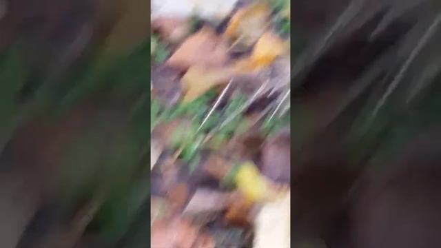 грибы гиганты тополиная или (коричневая)рядовка -огромная поляна смотреть онлайн