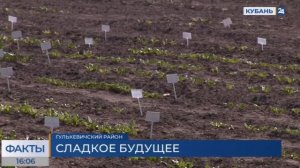 Вице-губернатор Андрей Коробка посетил селекционно-опытную станцию в Гулькевичском районе