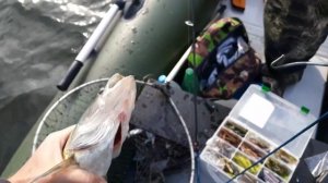 Ловля Судака весной в апреле