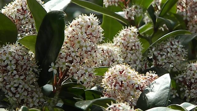 skimmia japonica смотреть онлайн
