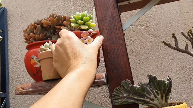 15 SUCULENTAS PILOSAS: COMO CULTIVAR E CUIDAR DAS PLANTAS QUE NÃO SUPORTAM CHUVA смотреть онлайн