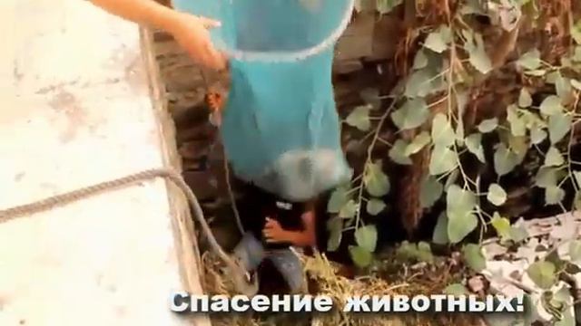УНИКАЛЬНАЯ ПОДБОРКА НЕВЕРОЯТНЫХ СПАСЕНИЙ ЖИВОТНЫХ смотреть онлайн