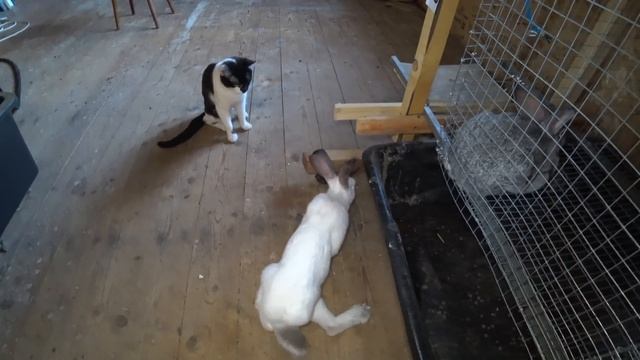 ПОВРЕЖДЕНИЯ СУСТАВОВ У КРОЛЬЧАТ. ДИСПЛАЗИЯ - УЖАСЫ КРОЛИКОВОДСТВА смотреть онлайн