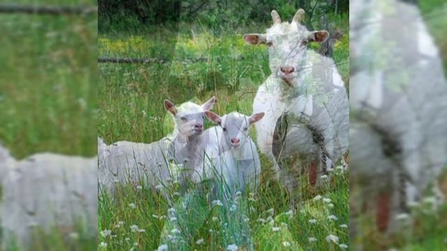 ЗВЕРИНЕЦ.ГЛАВА 3 " ВОЛК ПАРДОН И КОЗИЙ СЫР" смотреть онлайн