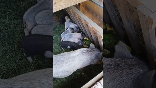 Вьетнамские Поросята кушают кабачки смотреть онлайн