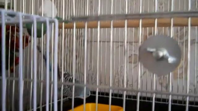 Как приучить попугая к купанию смотреть онлайн