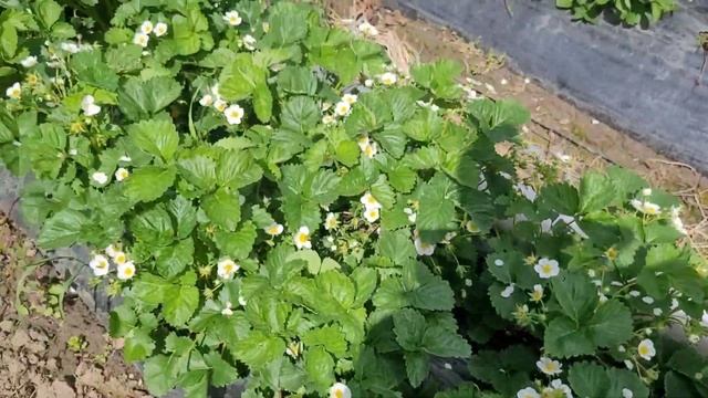 Земклуника Купчиха! Обильное цветение! смотреть онлайн