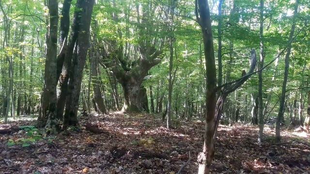 Медитация на Дуб. 10 минут Леса. Расслабляющая атмосфера для отдыха #фоновоевидео #Звукилеса #релак