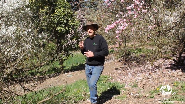 Vir-TRAIL Tour #3: Grow your own magnolias! смотреть онлайн