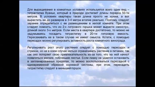 Тетрастигма Вуанье смотреть онлайн